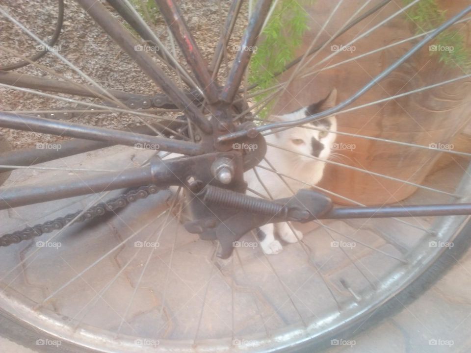 Beautiful cat behind a wheel