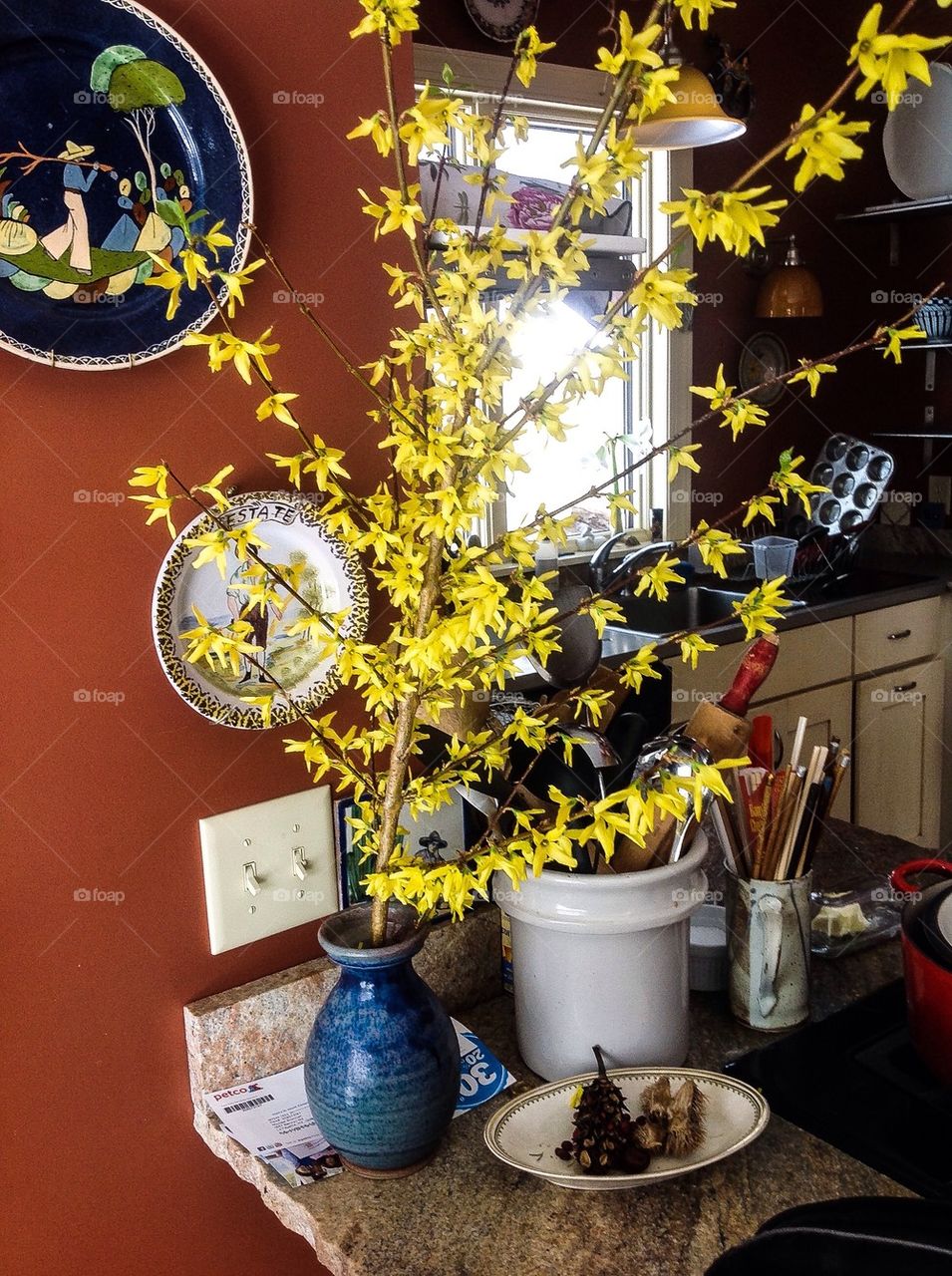 Forced Forsythia