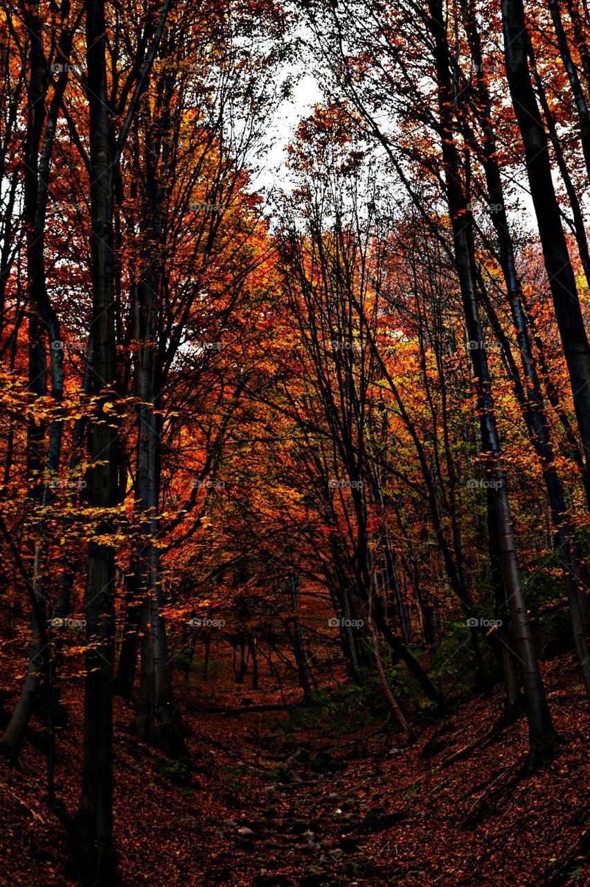 Autumn trees in forest