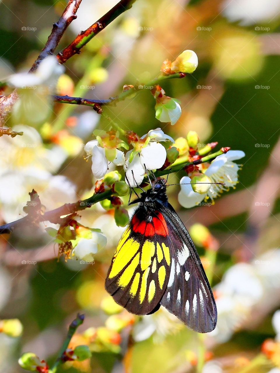 Beautiful and colourful butterfly