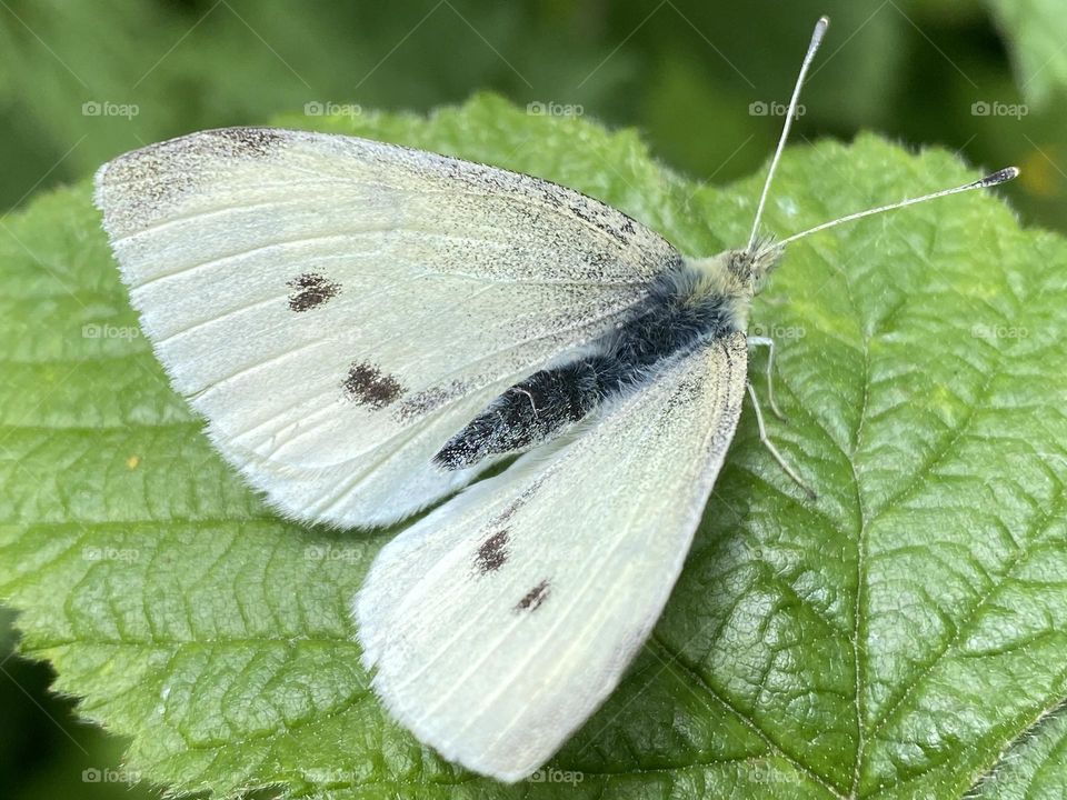 A close up of a Butterfly 