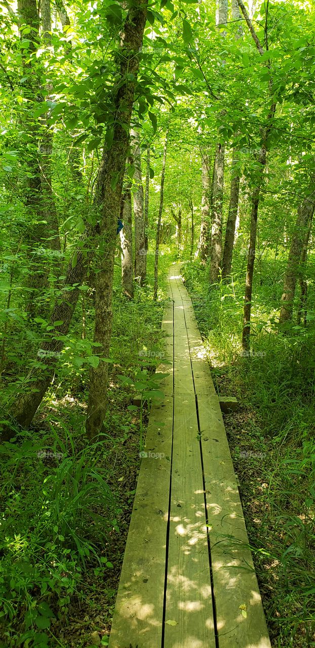 boardwalk in the woods