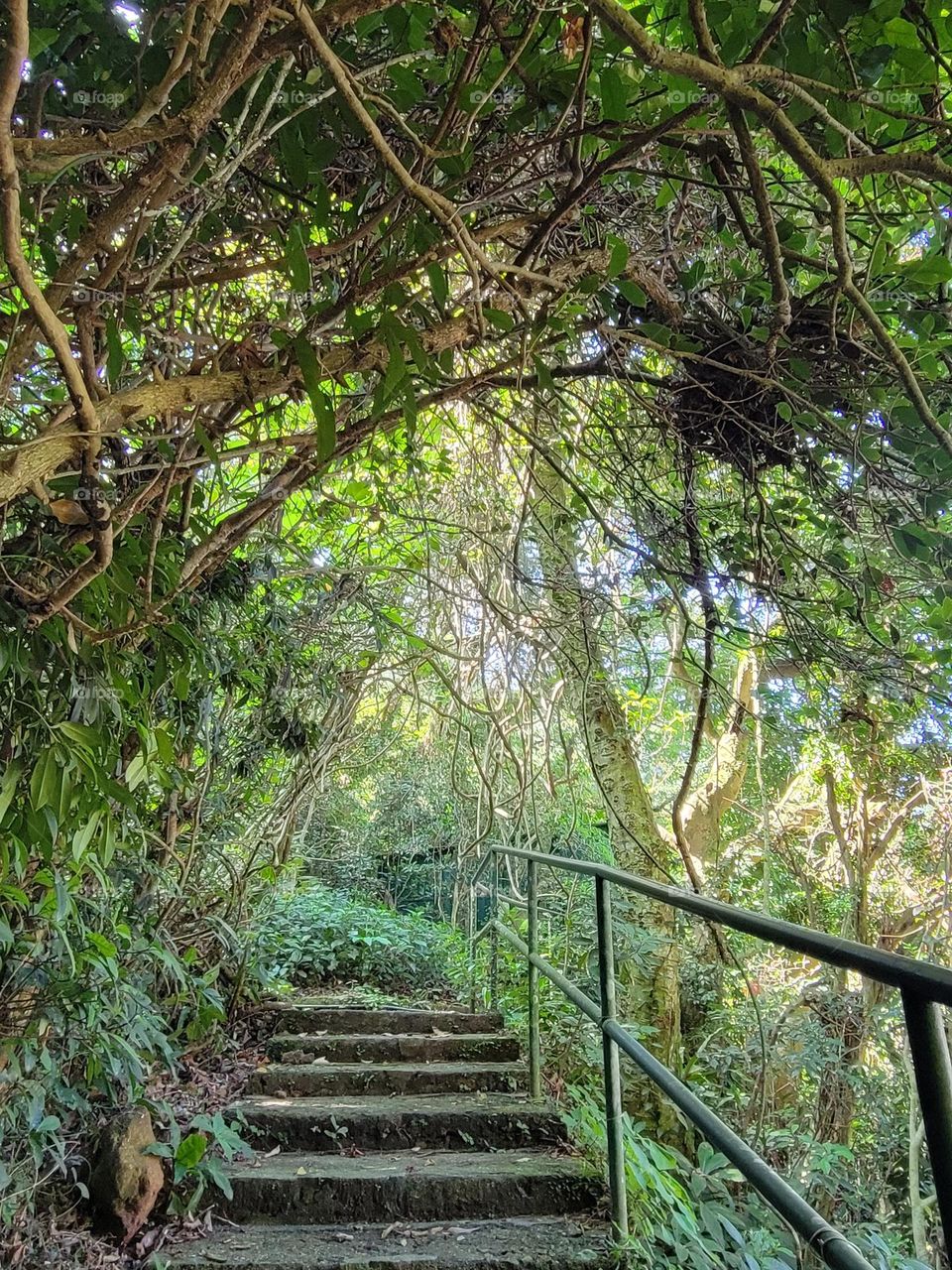 Hiking ar Kadoorie Farm Hong Kong