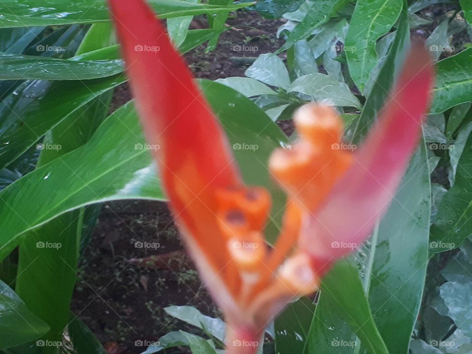 Unique and rare flowers are selling well