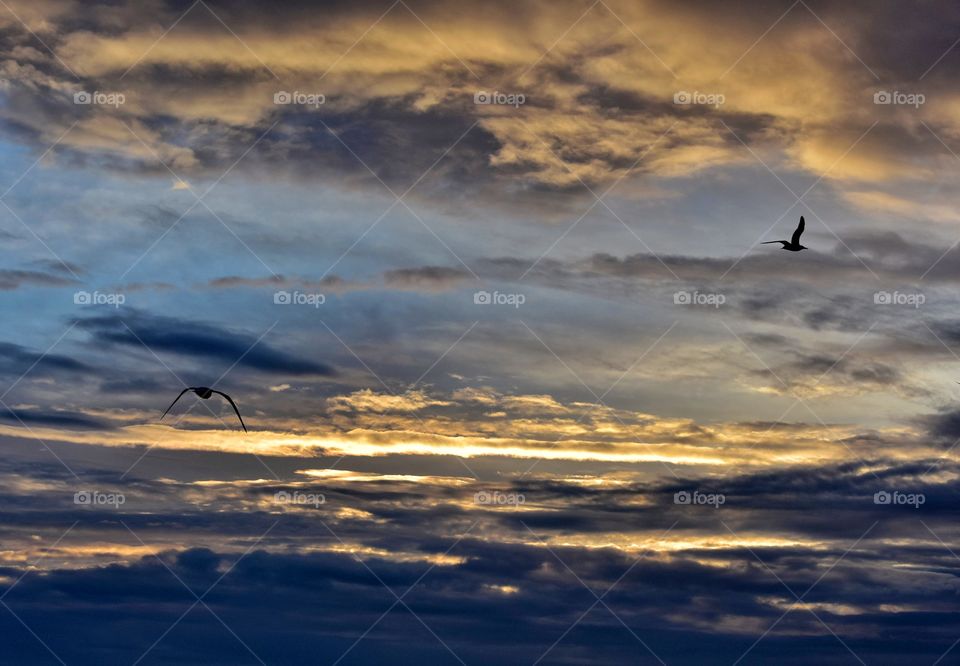 Sunset, Sky, Evening, Dawn, Bird