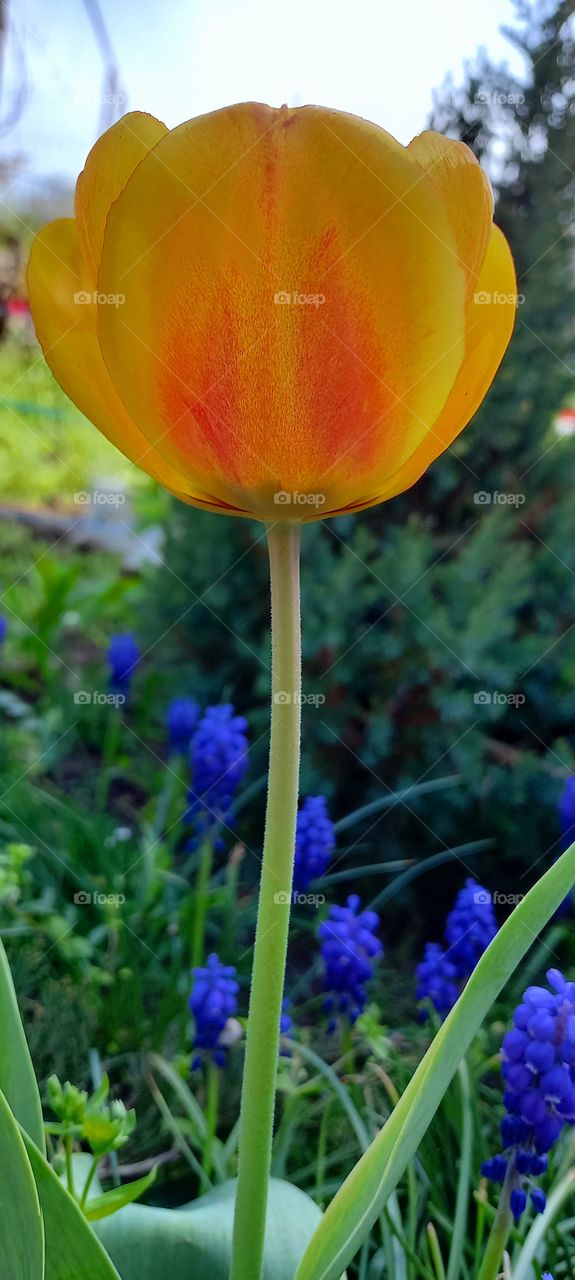 yellow tulip