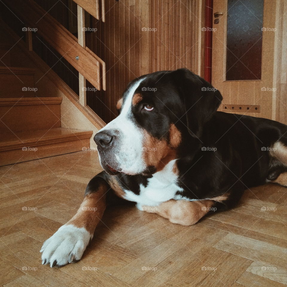 Bored dog laying on the floor