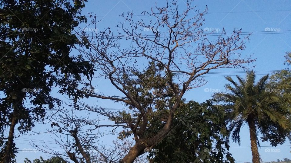 a beautiful trees in the forest.