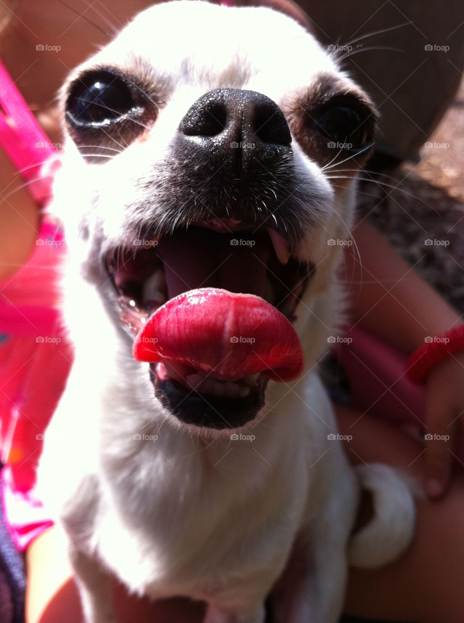 Dog panting. Chihuahua happy