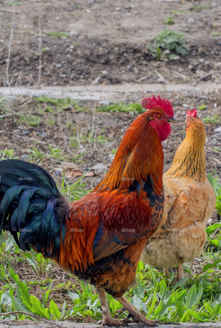 Poultry, rooster and chicken