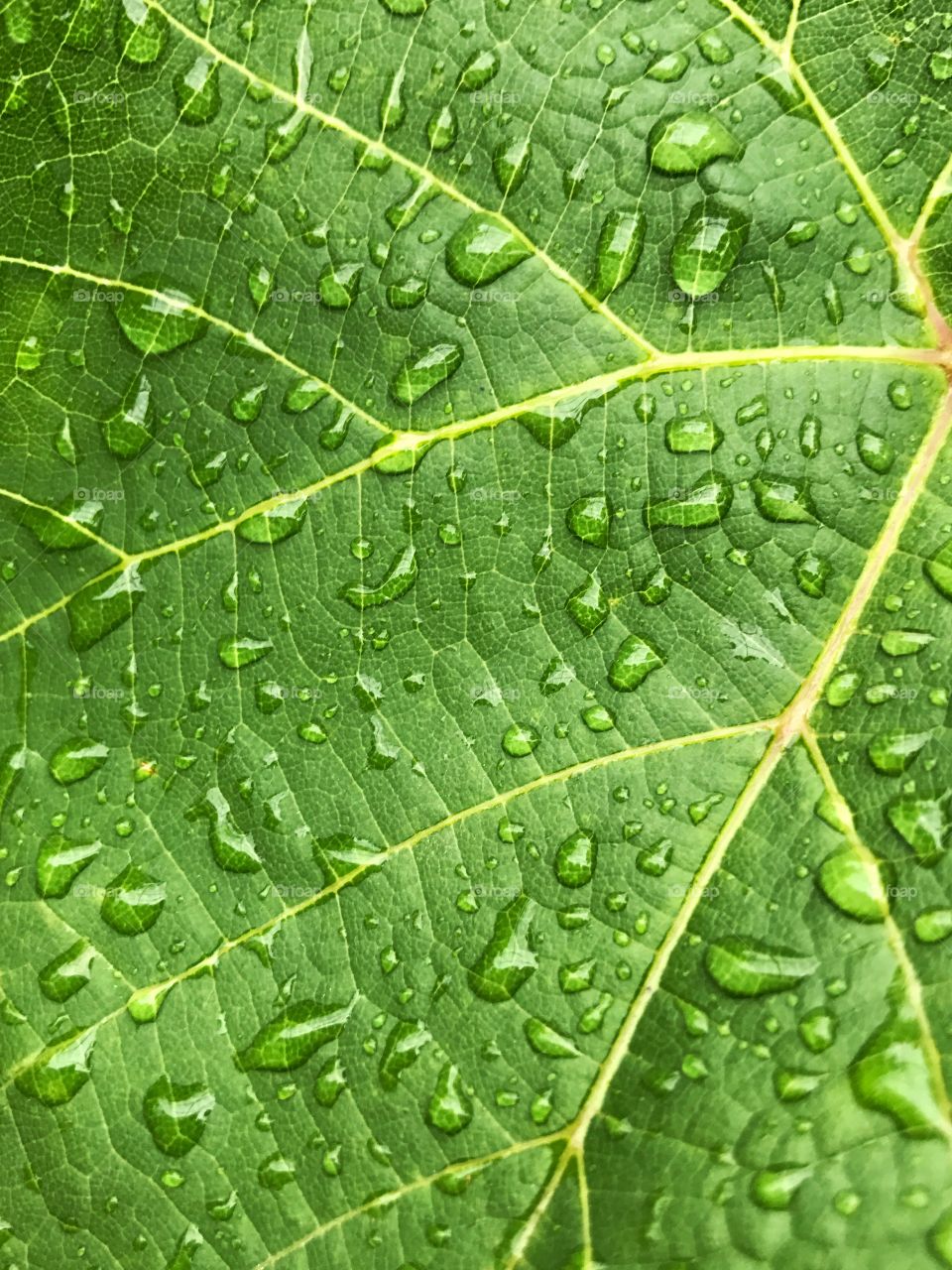 Amazing green leaf background