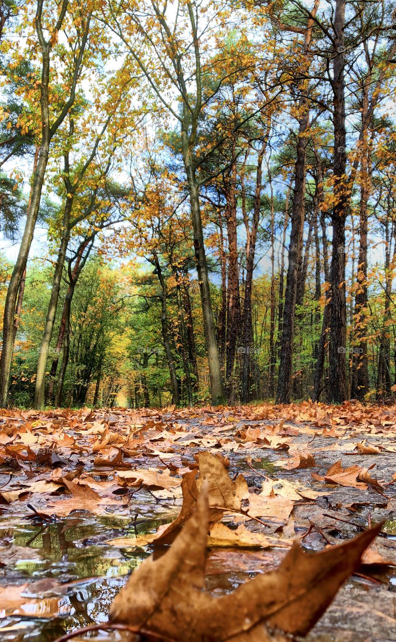 Colorful fall foliage on the ground on a trail in a forest on a sunny autumn day