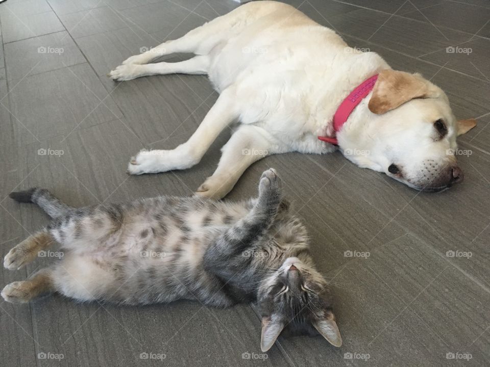 Getting a few winks in on this lazy Sunday afternoon