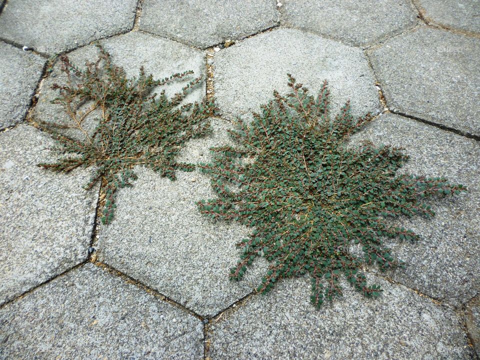 grass on the paving block. grass on the paving block as background