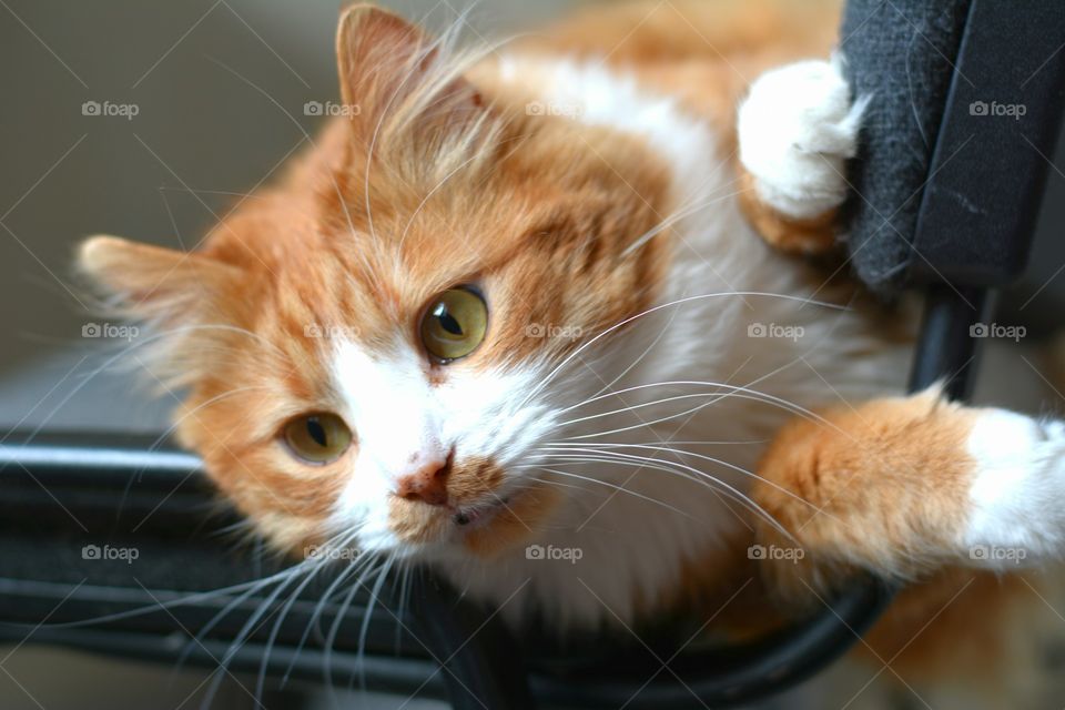 Cat, Cute, Pet, Domestic, Kitten