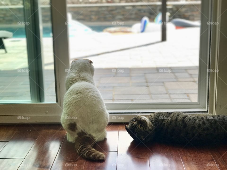 Our cats, entertained by the floaters in the pool. 