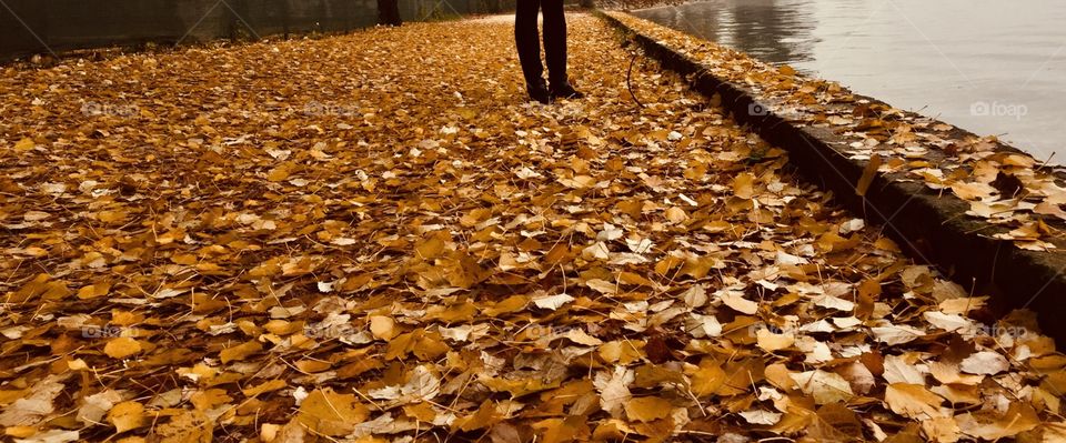 Leaves on the Garda Lake