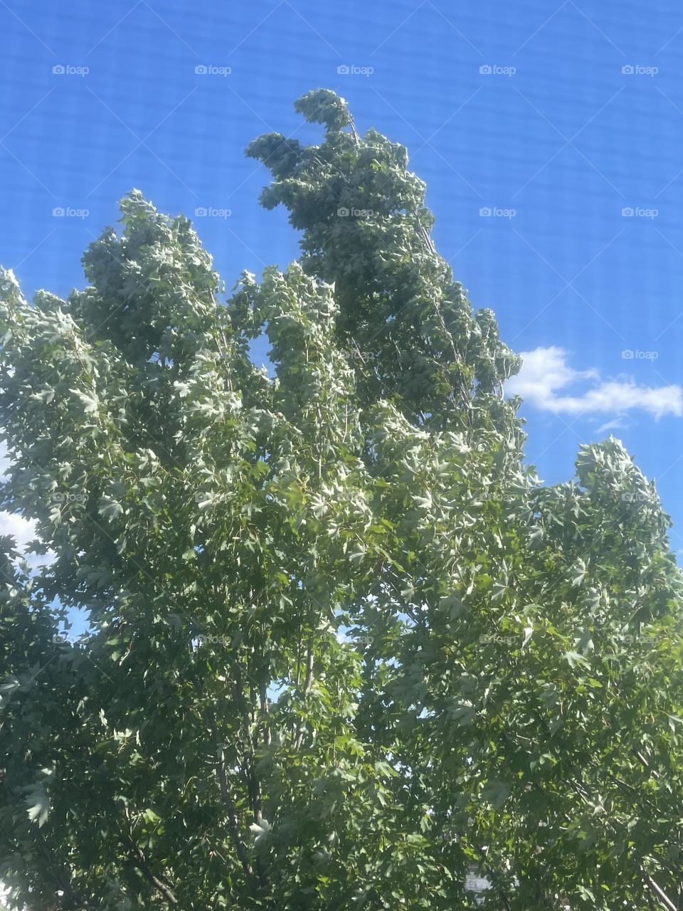 Windy trees