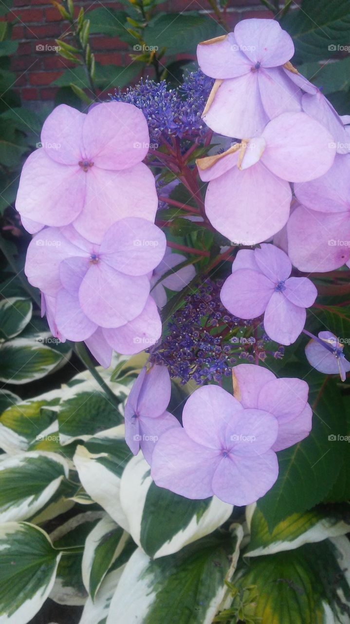 Flower, Nature, Flora, No Person, Garden