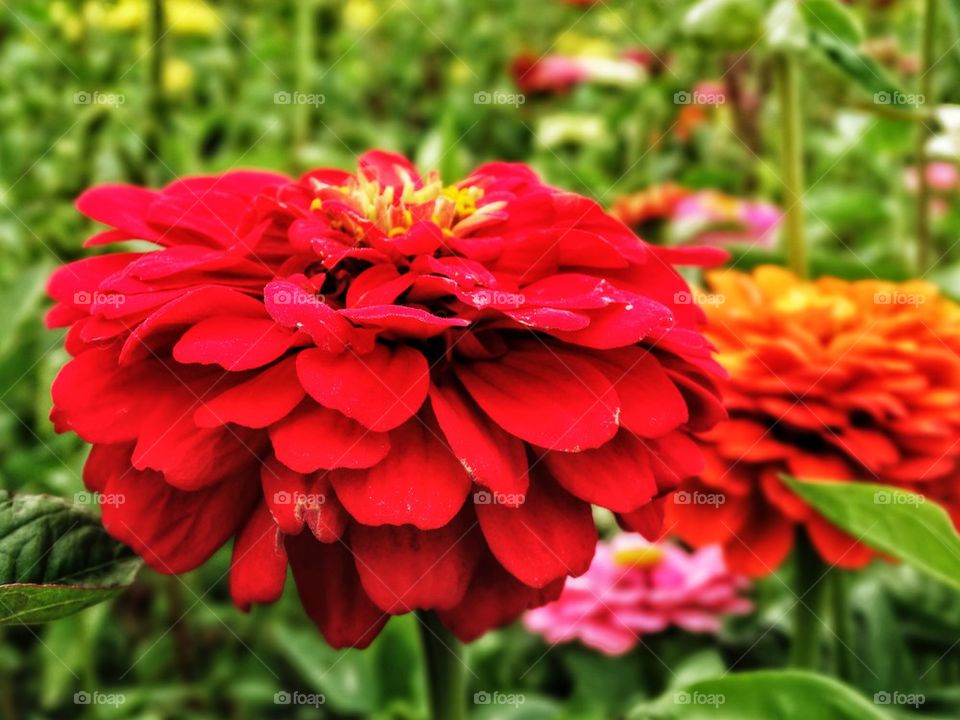 Red Zinnia Flower