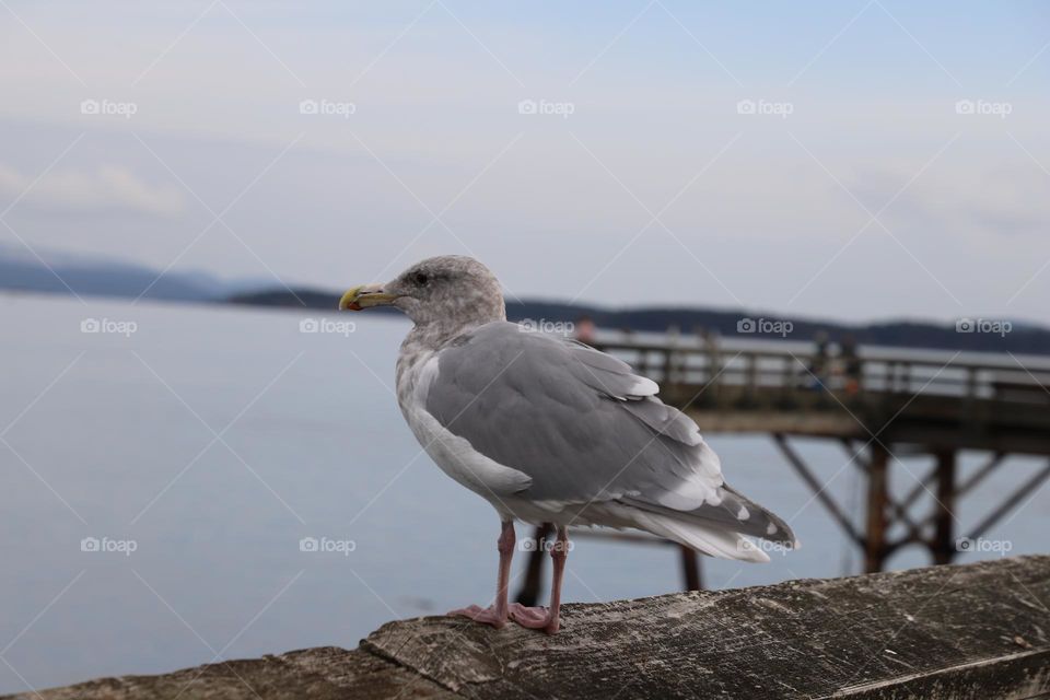 Seagull perched 