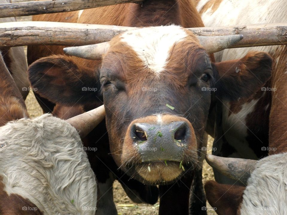 Cow. Bull