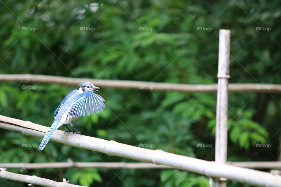 Blue Jay