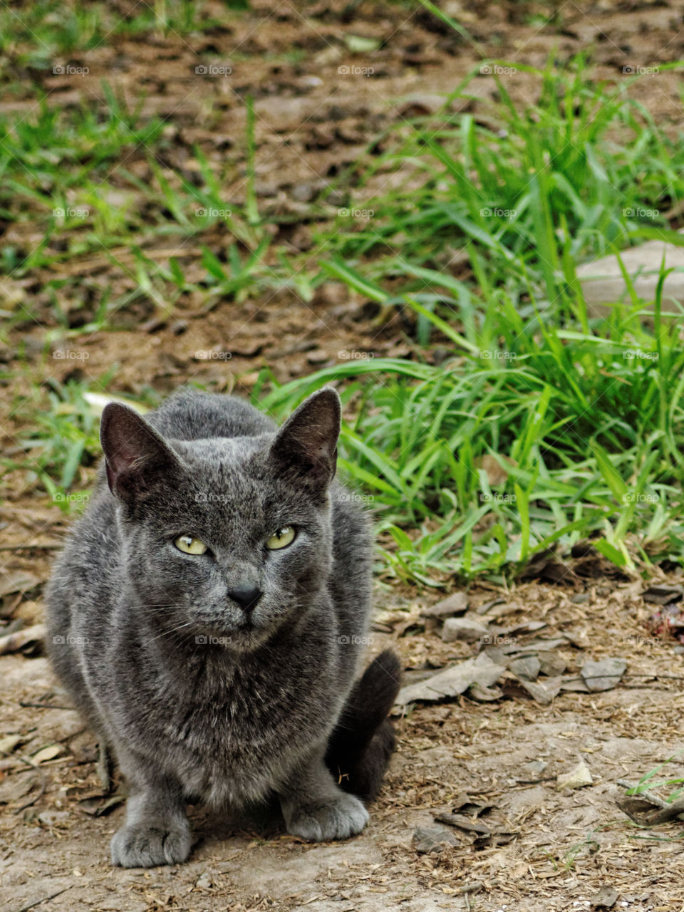 Green eyed grey cat in the park