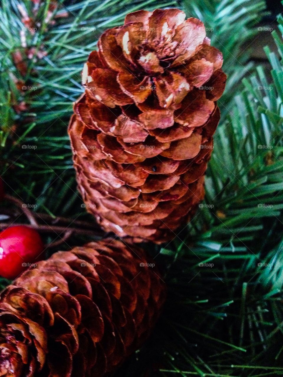 Pinecones