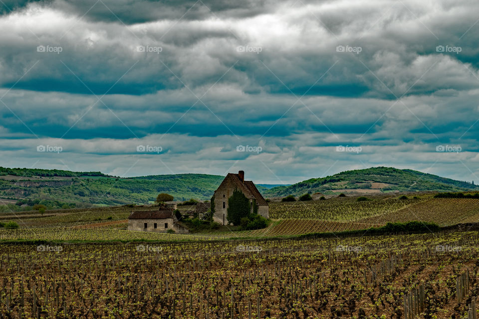 Burgundy, France, wine