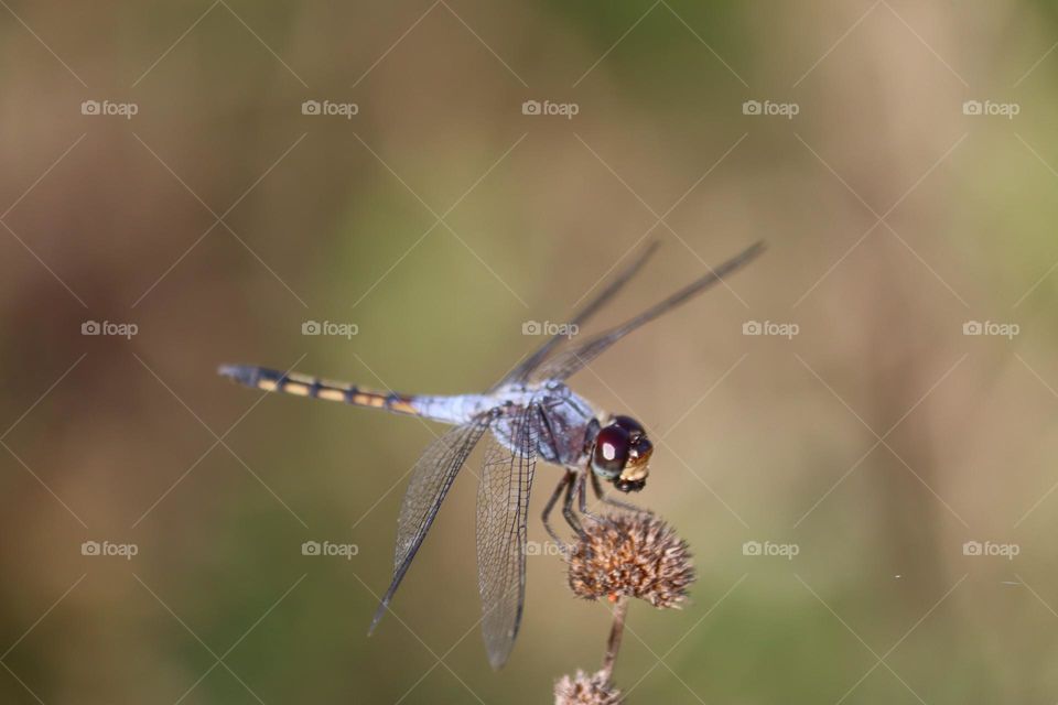 Dragonfly close up view perching on a dried flower buds