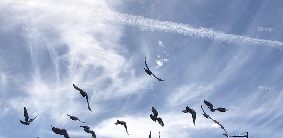 Beautiful flying pigeons in the sky