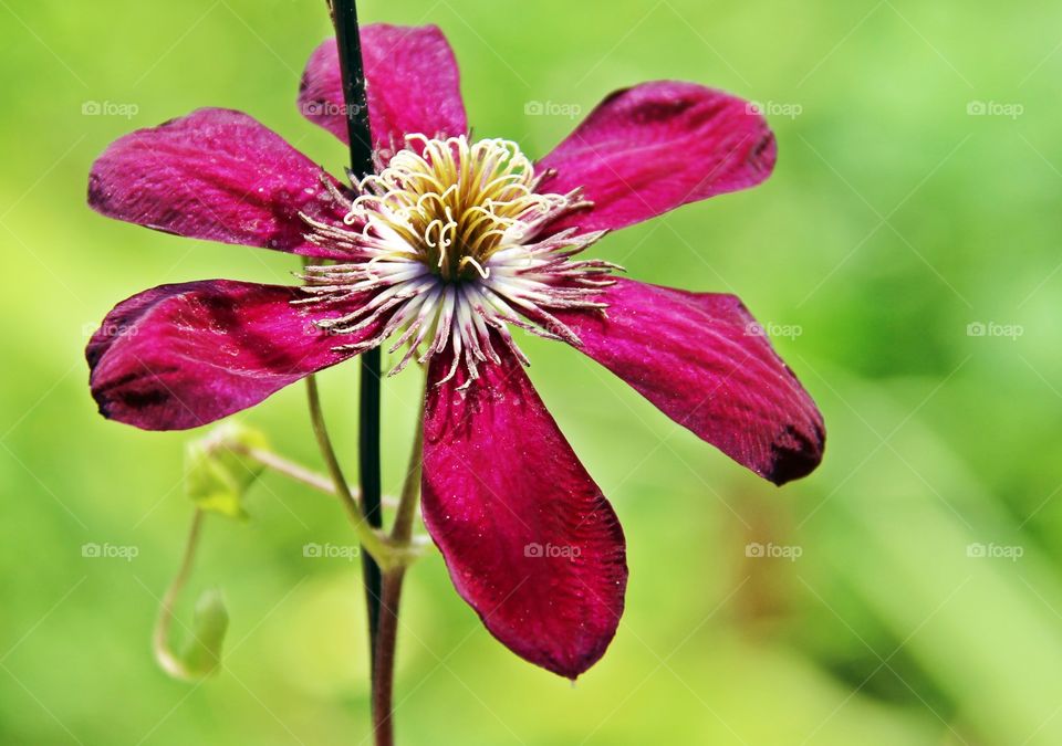Clematis flower