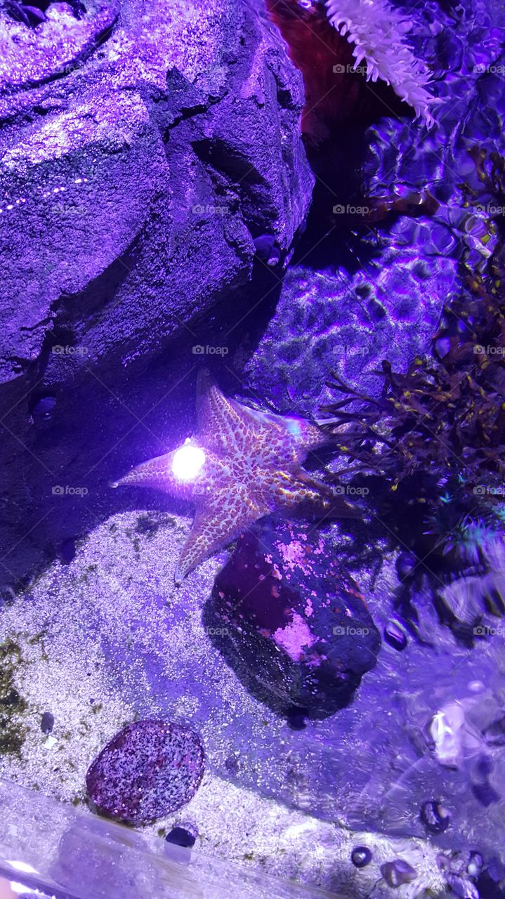 Underwater, No Person, Color, Invertebrate, Nature