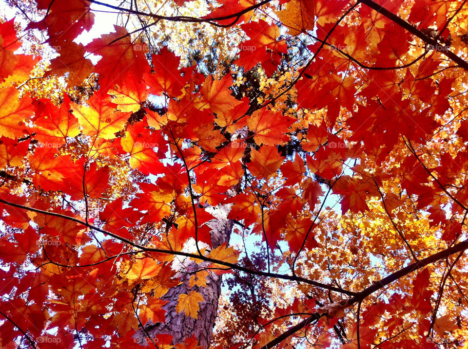 northern michigan orange trees leaves by serenitykennedy