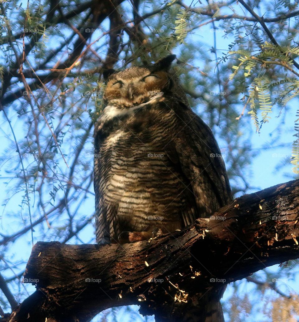 Great Horned Owl Sleeping After Night's Hunt