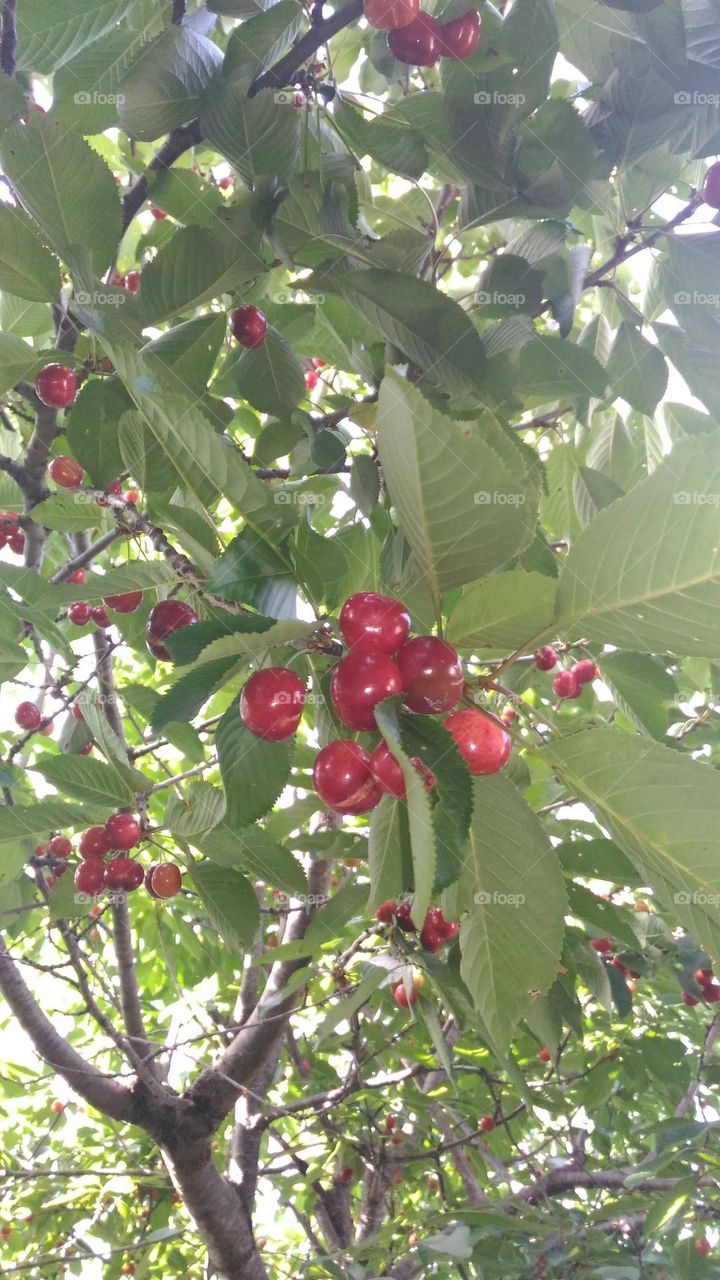 Organic cherries on the tree