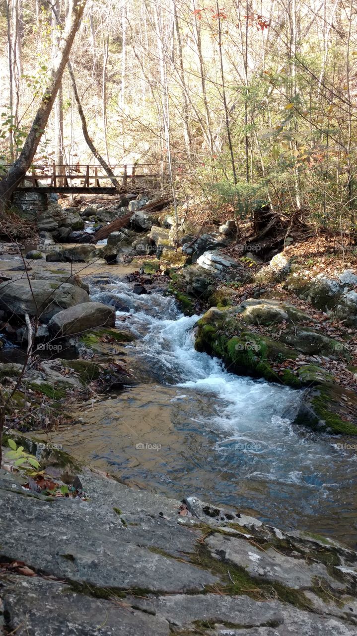 Forest in Every Season