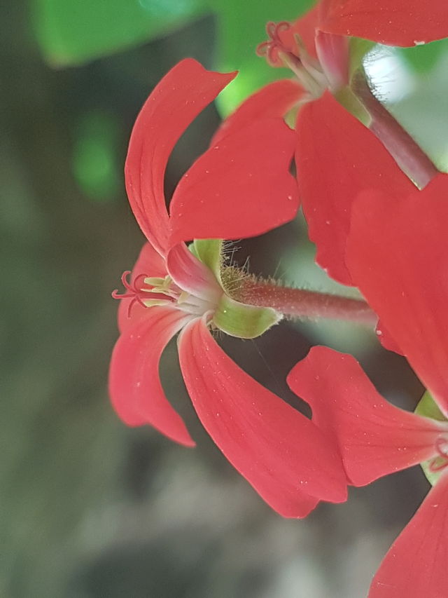 flora