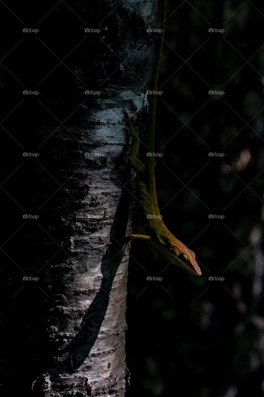 Foap, Glorious Mother Nature. A multi-colored Carolina anole emerges from the shadows as it skitters down a tree trunk. Yates Mill County Park, Raleigh, North Carolina.