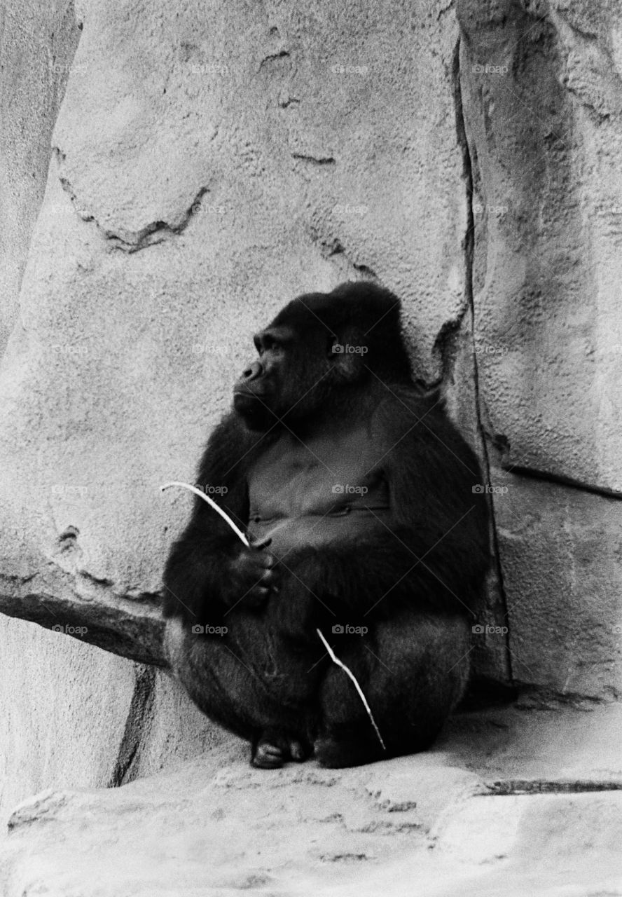 Gorilla with Stick. Gorilla with Stick 