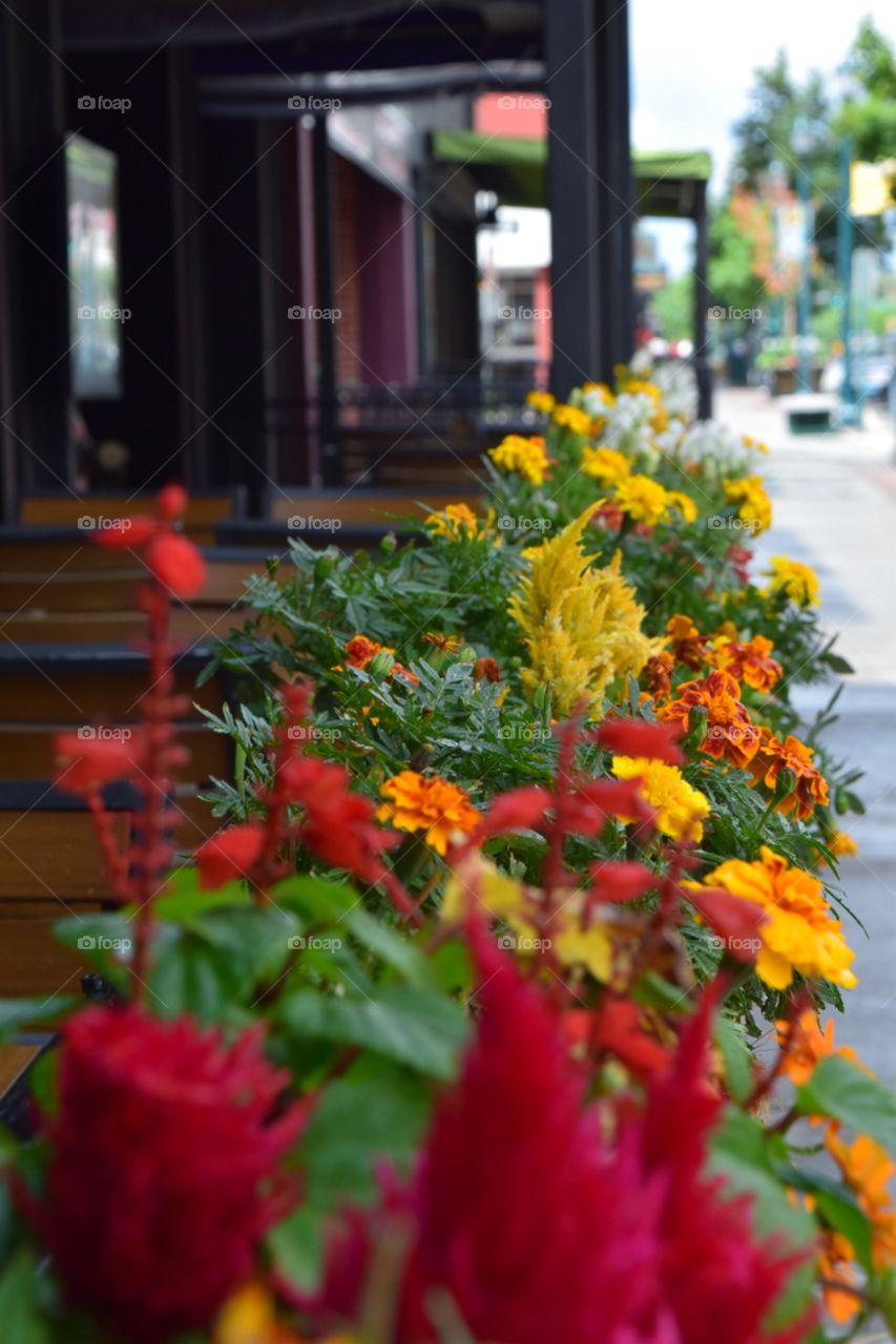 Flowers . Railing decor