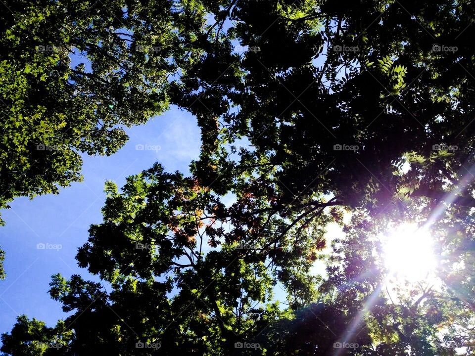 Sunlight through the tree