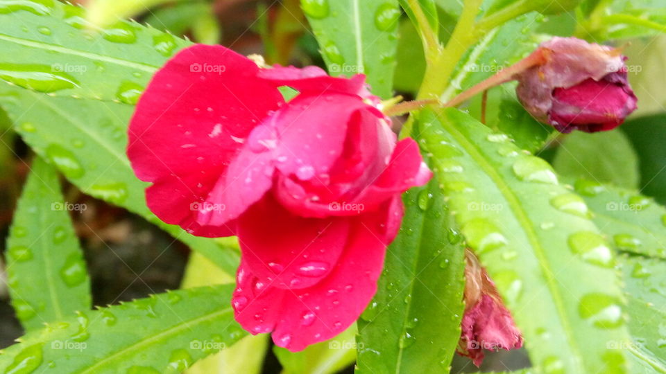 Flower with droplets
