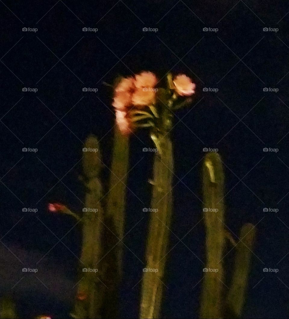 Night blooming cactus opens its peach colored flowers at dusk