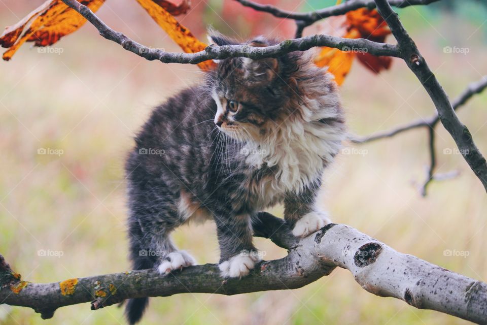 Cute cat