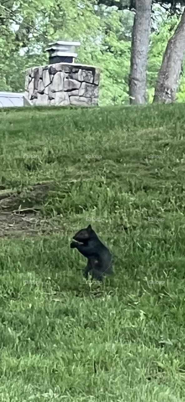 Black squirrel 