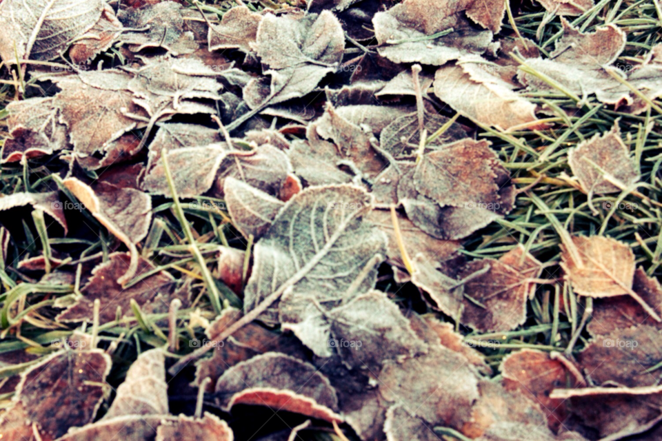 nature leaf autumn leafs by Iphonepic