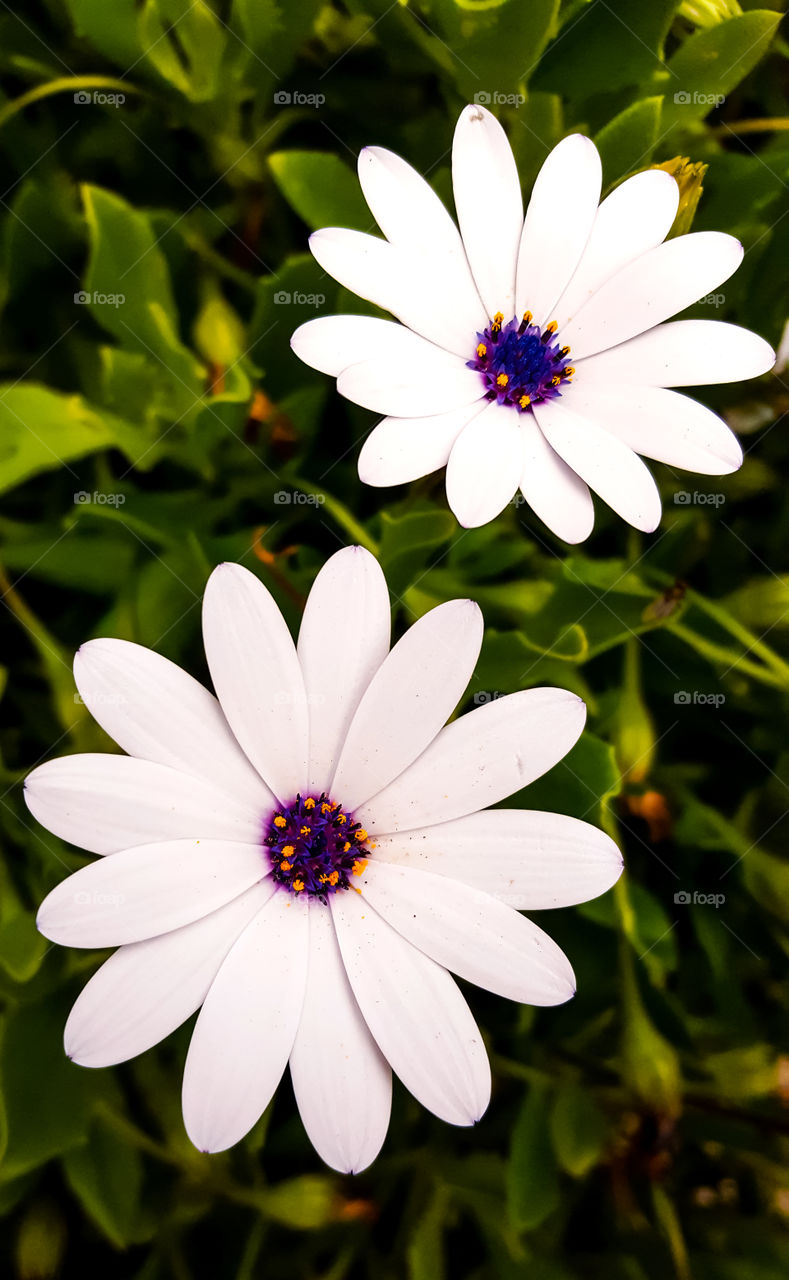 White flowers