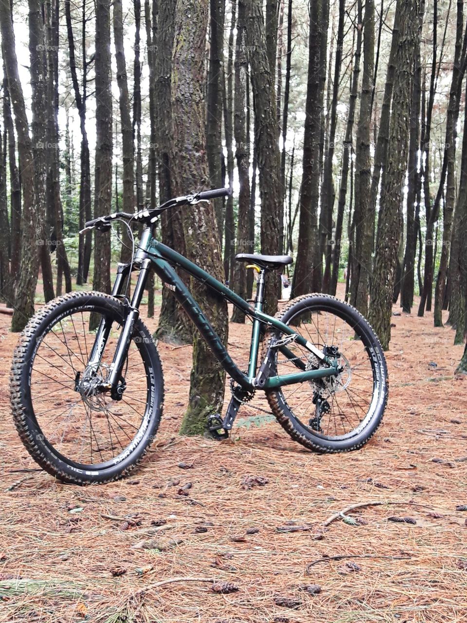 Hard tail mountain bike leaning against a tree against a pine forest background